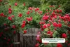 HaGaFe Rosendünger, Staudendünger, 2 x 10kg, Ideal auch für Produktbild-Vorschau 3