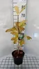 Chionanthus virginicus - Virgínska snežienka 30- 50 cm Náhľad obrázku produktu 2