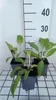 6 x  Symphytum officinale - Echte Beinwell - Topf 9 x 9 cm Produktbild-Vorschau 2