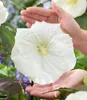 BALDUR Garten 1x Hibiskus 'Carousel Ghost', Pflanze im 9x9 Produktbild-Vorschau 1
