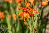 Crocosmia x crocosmiifl. 'Emily McKenzie', Montbretie, Produktbild-Vorschau 7