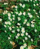 Anemone nemorosa, Buschwindröschen, weiß, ca. 9x9 cm Topf Produktbild-Vorschau 12
