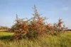Set di 3 arbusti di olivello spinoso (Hippophae rhamnoides) Anteprima dell’immagine prodotto 4