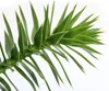 Abete bianco cileno - Abete delle Ande - Araucaria araucana Anteprima dell’immagine prodotto 6