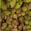 Plants by Frank | 48 Plantes de fleur des elfes Voir les images du produit 3