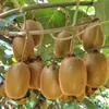 Actinidia Weiki & Hayward - Kiwi planta - 1 Macho - 1 Vista previa de la imagen del producto 5