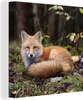 MuchoWow® - Leinwandbilder - Fuchs - Wald - Tier, Wandbild, Produktbild-Vorschau 1