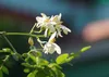 SAFLAX - Moringa - Moringa oleifera - 10 Samen - Mit Produktbild-Vorschau 7