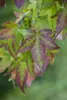 Liquidambar styraciflua, Amberbaum, 100–125 cm Produktbild-Vorschau 2