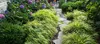 A garden path lined with ornamental grasses and flowering hydrangeas. Produktbild-Vorschau