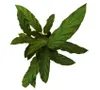 Gardners Calathea rufibarba, průměr 12 cm Náhled obrázku produktu 2