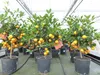 Calamondin Stamm Busch Orange Citrus Mitis 70 - 80 cm Produktbild-Vorschau 5