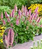 BALDUR Garten 2x Agastache 'Beelicious® Pink', Pflanzen im Produktbild-Vorschau 1