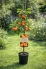 Aprikosenbaum ‘San Castrese’ 100–140 cm im Topf – Produktbild-Vorschau 1