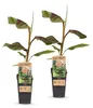 Green boutiQ - Obstpflanze - Musa Ever Red - Bananenbaum - Produktbild-Vorschau 1
