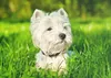 raxxa Premium-Puzzle "Weißer west Terrier", 1000 Teile Produktbild-Vorschau 2