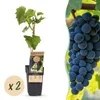 Green boutiQ - Obstpflanze - Vitis vinifera Boskoop Glory - Produktbild-Vorschau 2