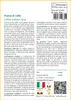 SAFLAX  - Pianta di caffè - 8 semi - Coffea Anteprima dell’immagine prodotto 3