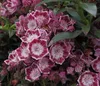 Lorbeerrose Myrtifolia - Berglorbeer - Kalmia latifolia Produktbild-Vorschau 2