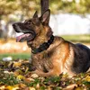 Taktisches Hundehalsband-Militärisches Hundehalsband Produktbild-Vorschau 6