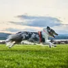 Non-stop dogwear LINE HARNESS 5.0 |214| Führ und Produktbild-Vorschau 9