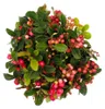 Gaultheria procumbens (Teppichbeere), Gaultheria procumbens Podgląd zdjęcia produktu 4