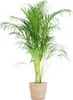 Areca Palme Dypsis Goldfruchtpalme 100cm Ø21cm mit Seegras Produktbild-Vorschau 1