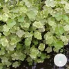 Bloomique - Hydrocotyle Variegata - Hydrocotyle panachée - Voir les images du produit 2