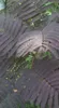 Albizia jul. 'Summer Chocolate'® - Seidenbaum Summer Produktbild-Vorschau 2