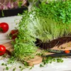 Balenie mikrozeleniny (Babyleaf & Microleaf) – 12 druhov Náhľad obrázku produktu 6