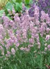A close-up view of lavender plants with pink and purple flowers. Produktbild-Vorschau