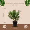 Trendyplants - Chamaerops Humilis Strauch - Höhe 90-110 cm Produktbild-Vorschau 3