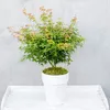 Érable du Japon - Acer palmatum 'Little Princess' - Hauteur Voir les images du produit 6