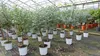 Eucalyptus Gunni Stamm Eukalyptusbaum, 70 - 90 cm, Pflanze Produktbild-Vorschau 4