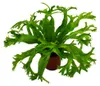 Asplenium nidus Chrissie - špeciálne odrody papradia do Náhľad obrázku produktu 2