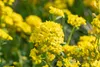 Alyssum montanum 'Berggold', Steinkraut, goldgelb, ca. 9x9 Produktbild-Vorschau 6