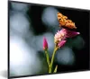 MuchoWow® Gerahmtes Poster Schmetterling - Blumen - Produktbild-Vorschau 1