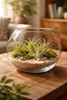 Tillandsia brachycaulus abdita M (ca. 9 cm) – Luftpflanze Produktbild-Vorschau 4