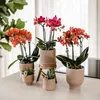 Kolibri Orchids | rote  Schmetterlings-Orchidee - Kongo - Produktbild-Vorschau 7
