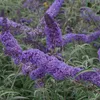 2 x  Arbuste à papillons  - Buddleja davidii « Nanho Blue » Voir les images du produit 1