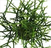 Euphorbia tirucalli - kaktus ceruzka - ve?ká rastlina v Náhľad obrázku produktu 2
