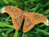 CALVENDO Puzzle Atlasfalter - Attacus atlas 1000 Teile Produktbild-Vorschau 3