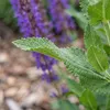 Bloomique - Lot de 6 - Salvia Ostfriesland - Sauge - Voir les images du produit 4