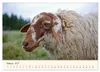 Coburger Fuchsschaf (Wandkalender 2027 DIN A2 quer), Produktbild-Vorschau 5