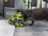 TrendPet palla da fiuto, verde, legata a mano, gioco di Anteprima dell’immagine prodotto 6