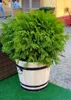 Pine Blumentopf 42xH38 k. Eiche Produktbild-Vorschau 12