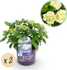 Green boutiQ - Balkonpflanze - Hortensie - Hydrangea Produktbild-Vorschau 1