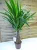 [Palmenlager]  Yucca elephantipes "Maya Tree" 100 cm - Produktbild-Vorschau 1