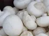 PLANTO Sada pro domácí pěstování Žampión bílý 3 l (Agaricus Náhled obrázku produktu 12