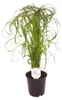 Cyperus alternifolius 60 cm Palma wodna Podgląd zdjęcia produktu 1